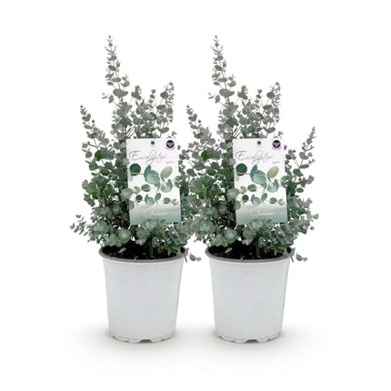 Albero di eucalipto - Eucalyptus gunni - Grigio - 2x - Resistente - ↕40cm - Ø17cm