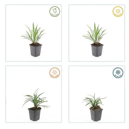 Liriope muscari 'Ingwersen' - ↕10-25cm - Ø9cm - 24x