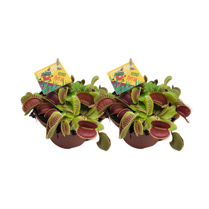 Dionée attrape-mouche (Dionaea Muscipula) - ↕12cm - Ø12cm - 2x