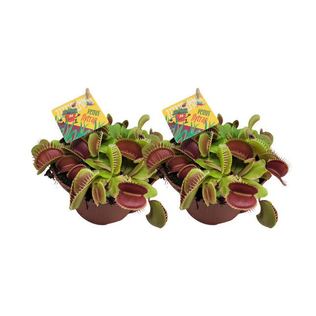Dionaea Muscipula - Venus atrapamoscas - ↕12cm - Ø12cm - 2x