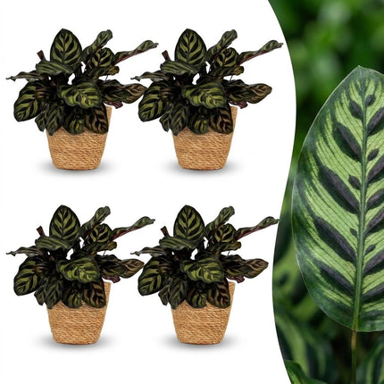 Calathea Makoyana - Pauwenplant - met Mand - ↕25cm - Ø12cm - 4x