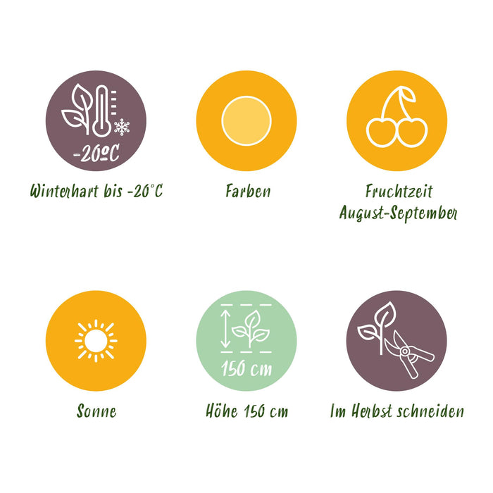 Framboos - Rubus idaeus Fallgold - Winterhard - 3 Planten - Pot 9 cm - Gele Framboos