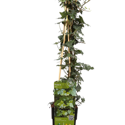 Hedera Helix - Ivy - ↕65cm - Ø15cm