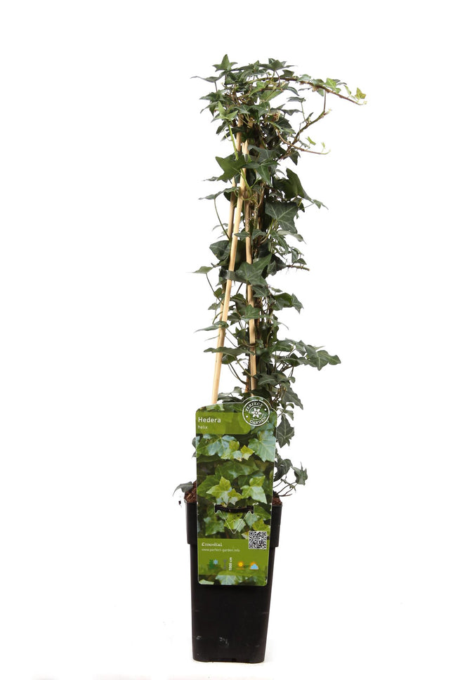 Hedera Helix - Klimop - ↕65cm - Ø15cm