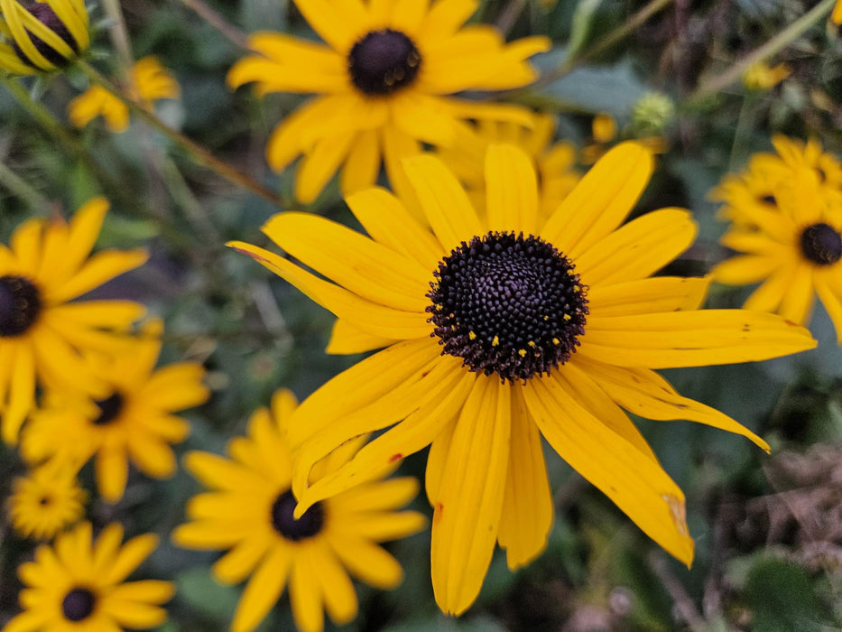 Rudbeckia fulgida 'Goldsturm' - Gele Zonnehoed - ↕10-25cm - Ø9cm - 12x