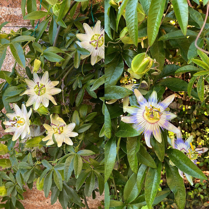 Passiflora Tricolour - Passiebloem - Bloem Roze Wit Paars - ↕40cm - Ø11cm - 3x