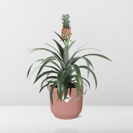 Ananas Mi Amigo - Pianta di ananas - in elho Vibes Fold Ø14cm rosa
