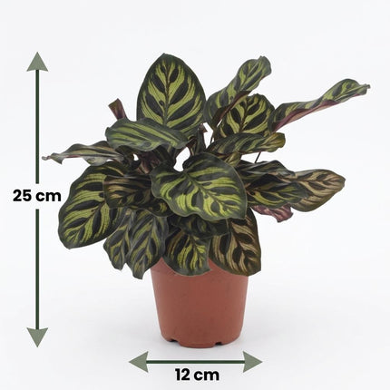 Calathea Makoyana - Pauwenplant - met witte pot - ↕25cm - Ø12cm - 4x