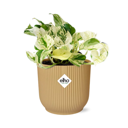 Epipremnum Pinnatum Happy Leaf in elho Vibes Fold Ø14cm giallo