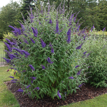 Buddleja davidii Empire Blue - Butterfly Bush - Blue - ↕45cm - Ø17cm - 3x