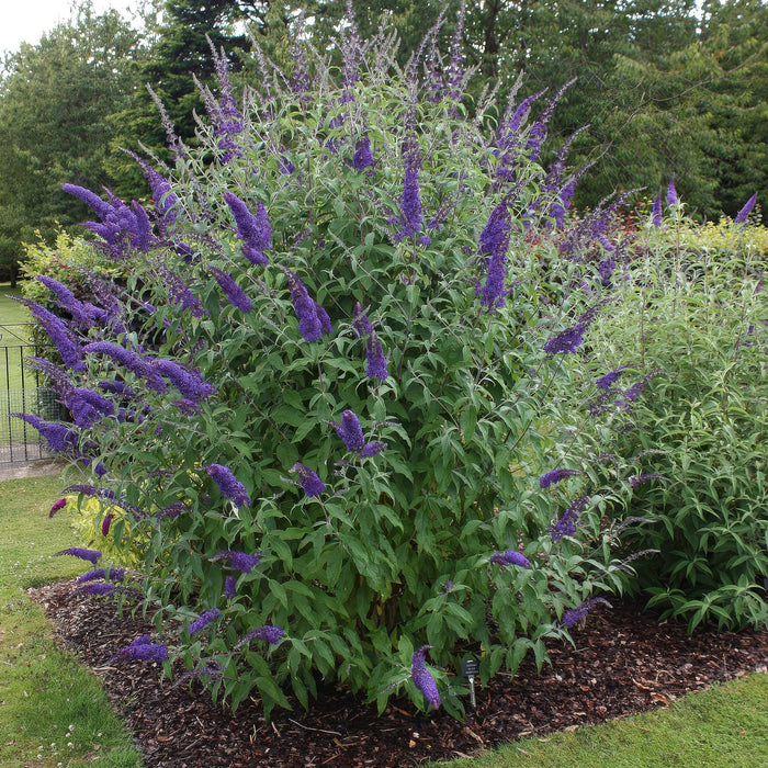 Buddleja davidii Empire Blue - Vlinderstruik - Blauw - ↕45cm - Ø17cm - 3x