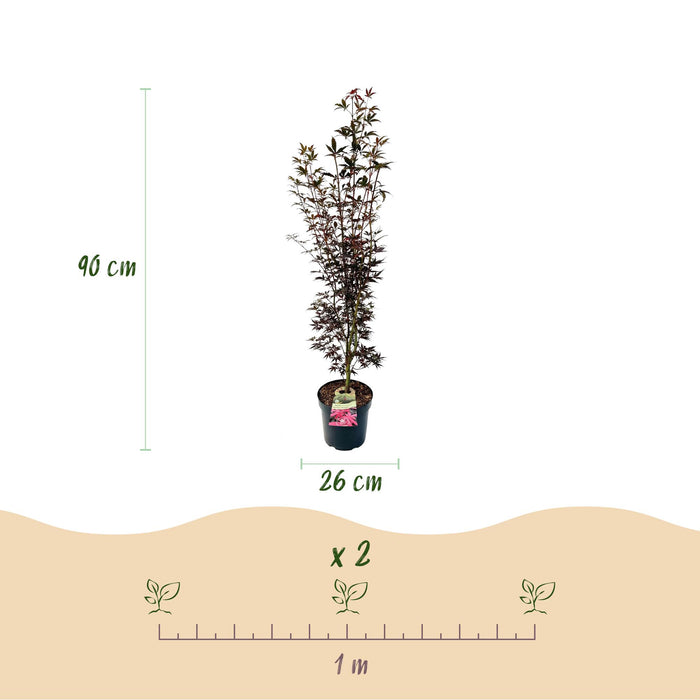 Acer palmatum Skeeters Broom - Japanse Esdoorn - Rood - ↕90cm - Ø26cm