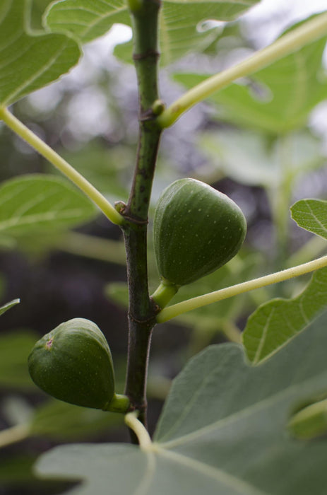 Ficus Gustissimo Perretta - ↕50cm - Ø19cm