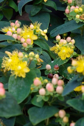 Hypericum inodorum 'Annebel' - ↕10-25cm - Ø9cm - 48x