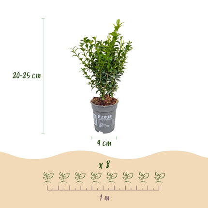 Buxus sempervirens - Palmboompje - 40x Haagplanten - Groenblijvend - Groen - Pot 9cm - Hoogte 20-25cm