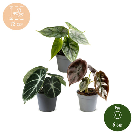 Baby Alocasia Tricolour 3x - Rood - Groen - Zwart - Tropisch - Ø6cm - ↕12cm