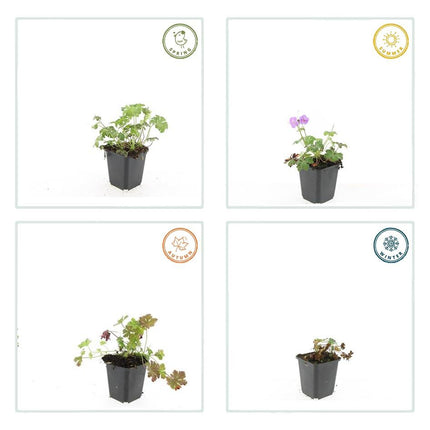 Geranium cantabrigiense 'Cambridge' - Ooievaarsbek - ↕10-25cm - Ø9cm - 48x