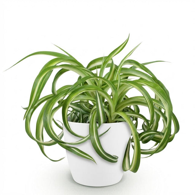 Chlorophytum comosum Bonnie - Giglio d'erba riccio - con vaso bianco - ↕20cm - Ø12cm