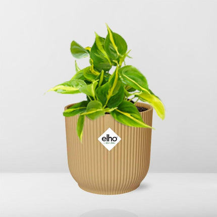 Philodendron Scandens 'Brasil' i elho Vibes Fold Ø14cm gul