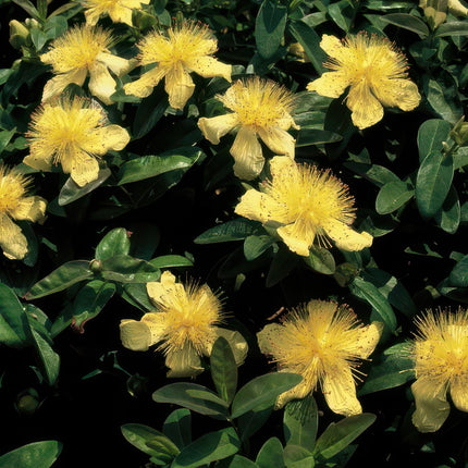 Hypericum calycinum - ↕10-25cm - Ø9cm - 48x