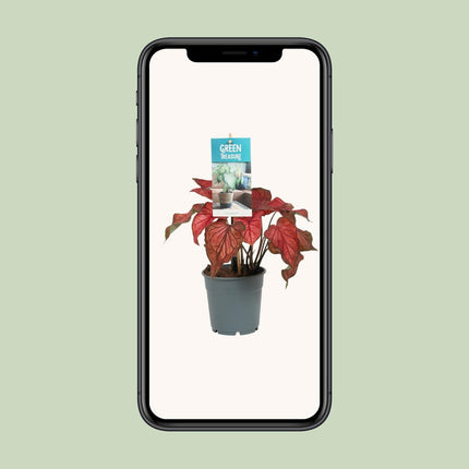 Caladium Red - ↕25cm - Ø12cm