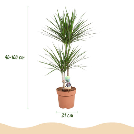 Dracaena Marginata – Drachenbaum – ↕90–100cm – Ø21cm