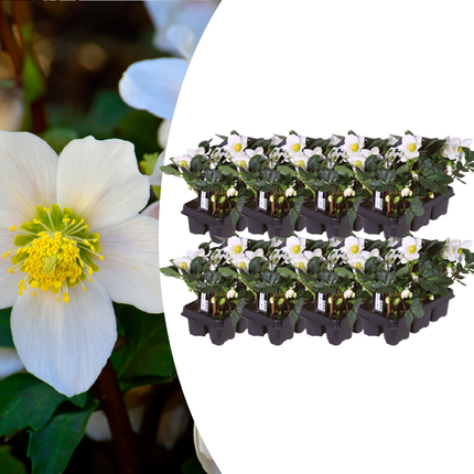 Helleborus niger ‘Christmas Carol’ - Kerstroos - ↕20cm - Ø7cm - 48x