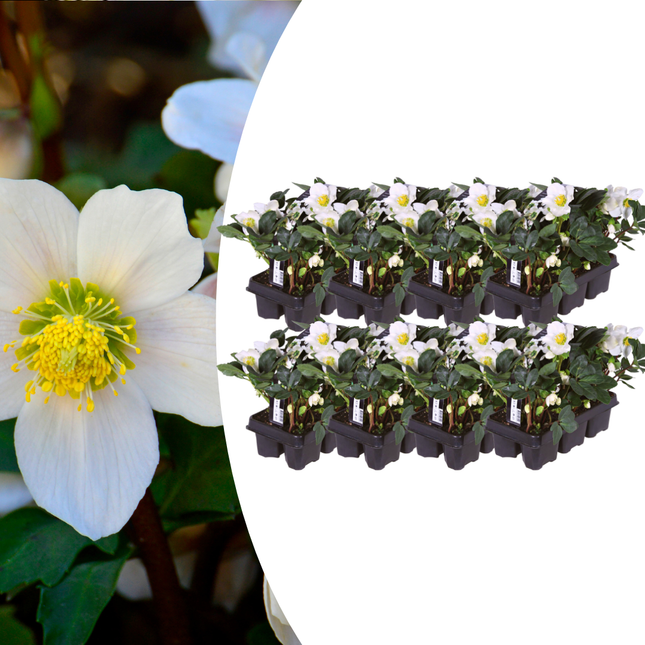 Helleborus niger ‘Christmas Carol’ - Julerose - ↕20cm - Ø7cm - 48x