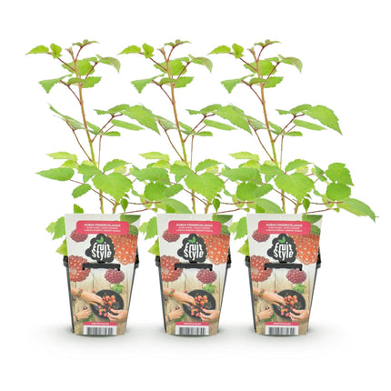 Japanese Wineberry - Rubus Phoenicolasius - Hardy - 3 Plants - 9 cm Pot - Red Currant