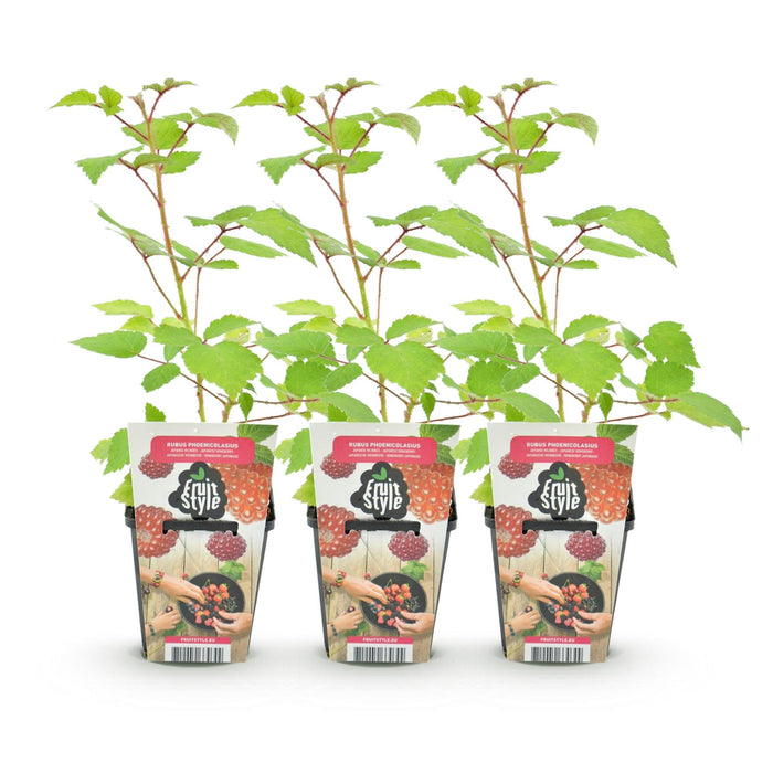Raisinier du Japon (Rubus phoenicolasius) - Rustique - 3 plants - Pot de 9 cm - Baies rouges