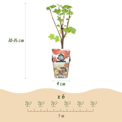 Ribes rubrum Jonkheer van Tets - Redcurrant - ↕30-35 cm - Ø9cm - 6x