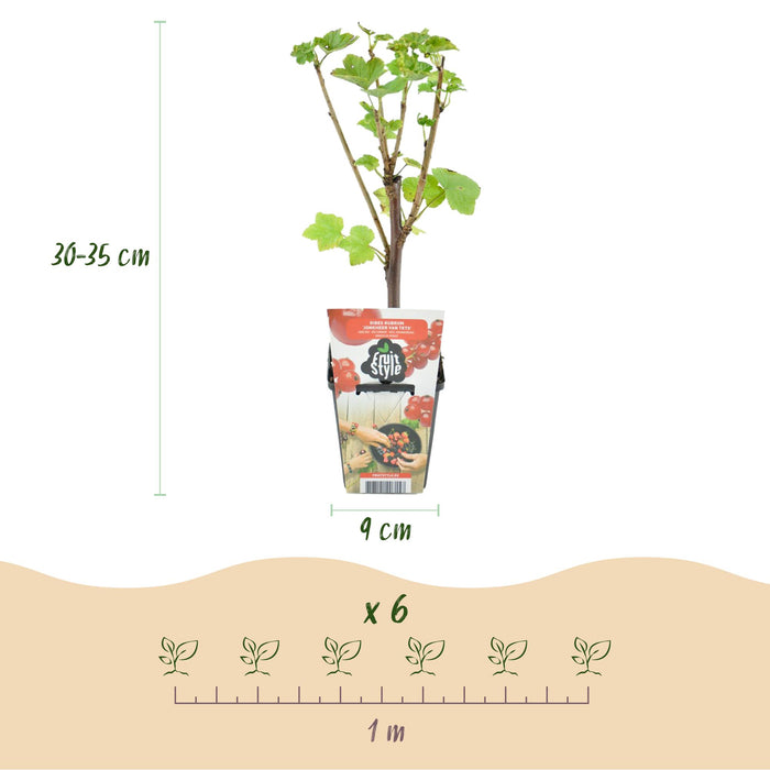 Ribes rubrum Jonkheer van Tets - Ribes rosso - ↕30-35 cm - Ø9cm - 6x