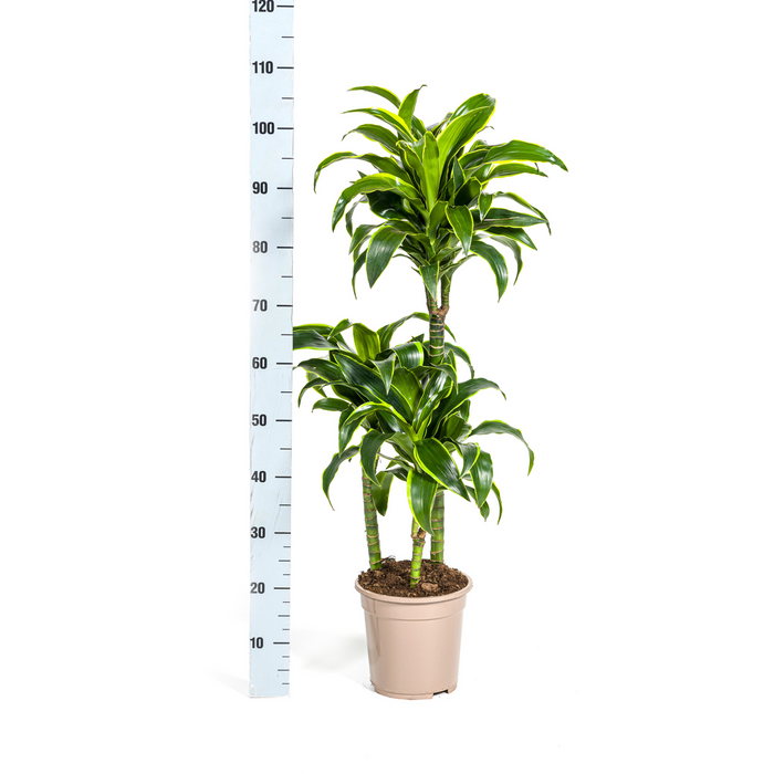 Dracaena Deremensis Dorado met mand Ø21cm - ↕100 - 120cm