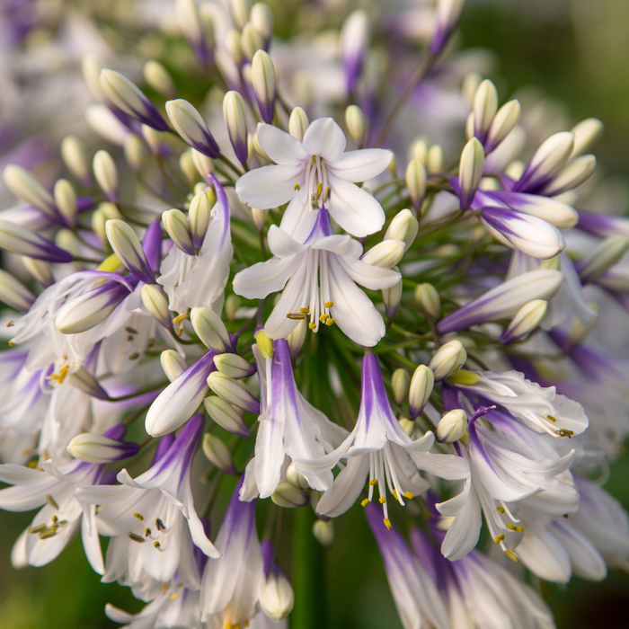 Agapanthus 'Fireworks' - Afrikaanse Lelie - ↕70cm - Ø23cm