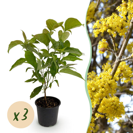 Cornus mas - Blomst Gul - ↕35cm - Ø12cm - 3x