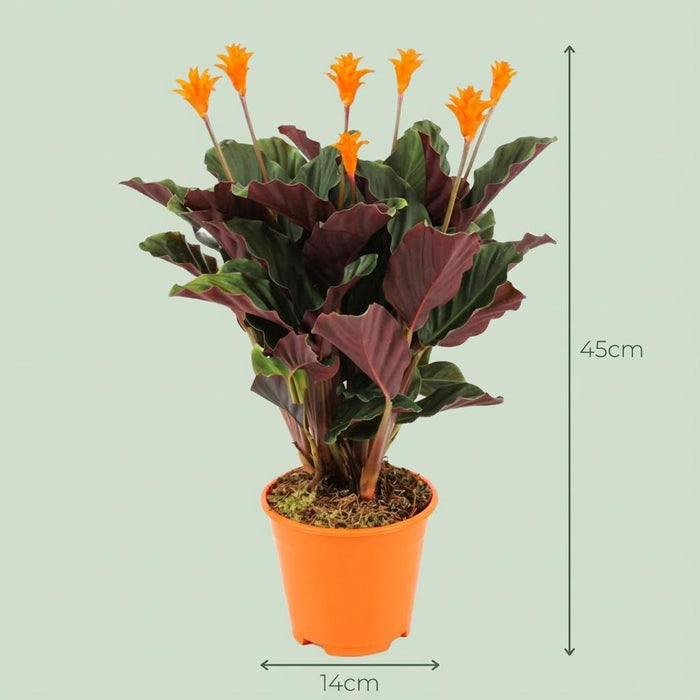 Calathea Crocata - ↕40-45cm - Ø14cm - 4x