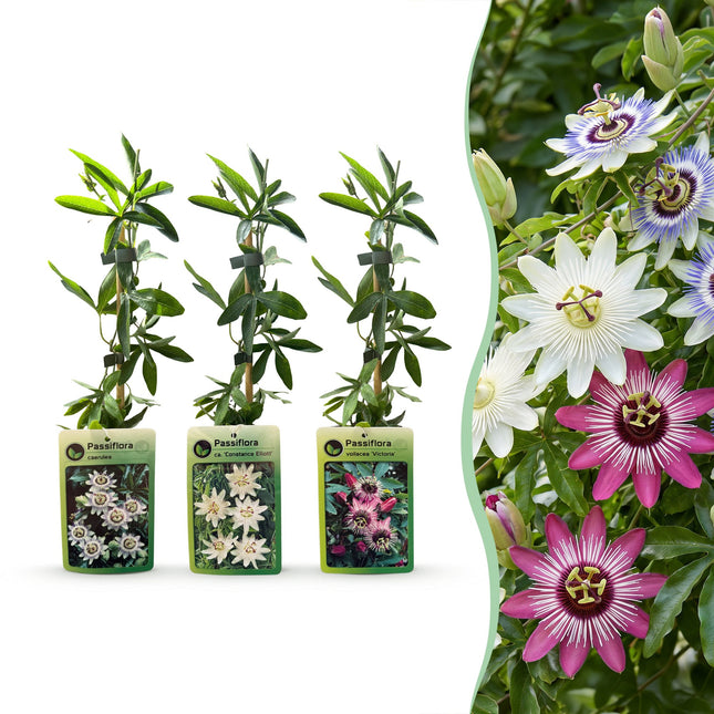 Passiflora Tricolour - Driekleurige passiebloem 12x - Wit - Paars - Roze - Klimplant - Ø9cm - ↕35cm