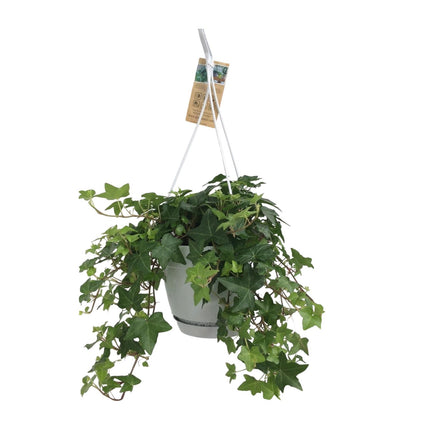 Pot suspendu Hedera Helix Green - Blanc / Basique - Ø17cm