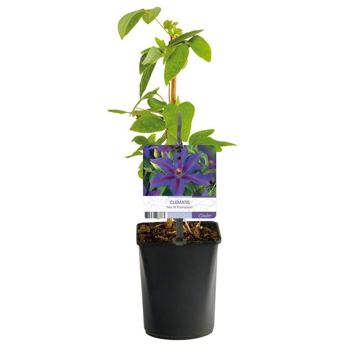 Clematis Mrs. N. Thompson - Bosrank - Bloem Roze - ↕40cm - Ø11cm - 2x