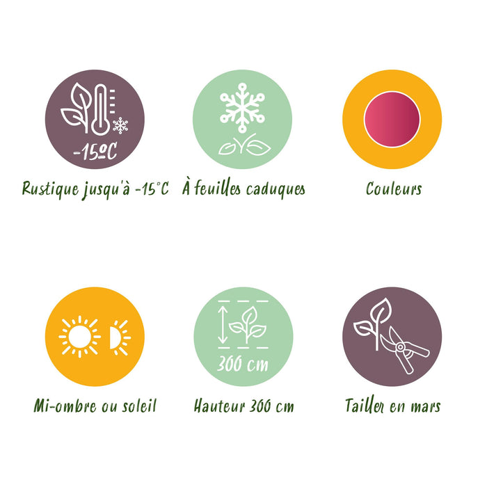 Japanse Esdoorn - Acer Palmatum Phoenix - Roze - ↕35cm - Ø12cm