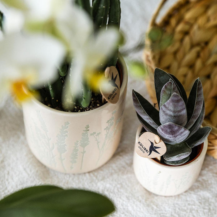 Kolibri Orchids | Gift set Pasen Big | Groene planten met gele Phalaenopsis orchidee in Simplicity sierpotten geel op bamboe plate