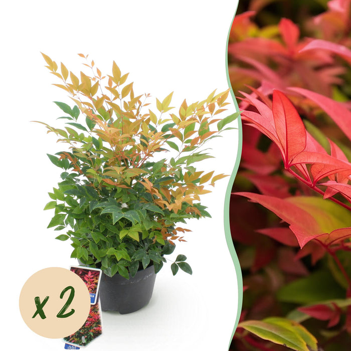 Nandina Gulfstream - Oranje - 2 Planten - Groenblijvend - Weinig Onderhoud - Pot 17cm Hoogte 45cm