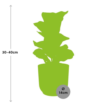 Ficus Lyrata 'Bambino' i gul elho Vibes Fold - Ø14cm
