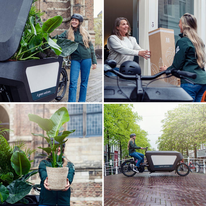 Clusia in Kingston glas - ↕30cm - Ø12cm