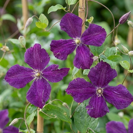 Clematis Viticella Polish Spirit - Bosrank 6x - Paars - Klimplant - Ø9cm - ↕35cm