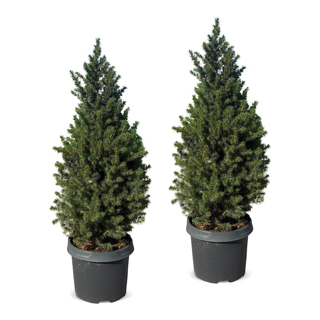 2x Picea glauca Conica - Kegelspar - Groen - Kerstboom - Ø23cm - ↕80cm