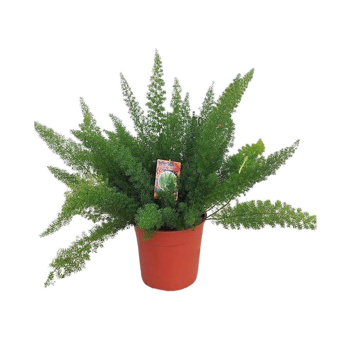 Asparagus Densiflorus Meyers - ↕60cm - Ø27cm