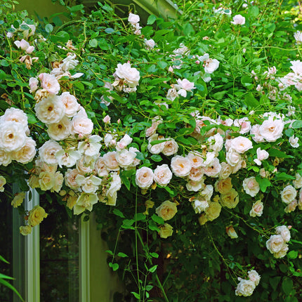 Climbing Rose - Rosa New Dawn - Light Pink Flower - Low Maintenance - 2 Plants - 11cm Pot Height 40cm