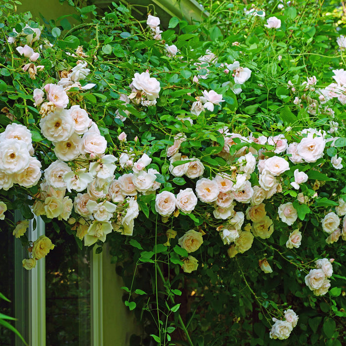 Klimroos - Rosa New Dawn - Bloem Licht roze - Weinig onderhoud - 2 planten - Pot 11cm Hoogte 40cm
