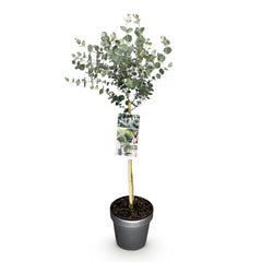 Collection image for: Eukalyptusbaum